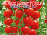 F1 TOMATO PLANT ENGINEERING