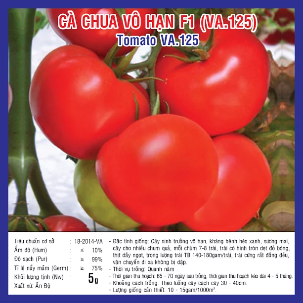 Kĩ thuật trồng cà chua vô hạn