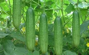 CUCUMBER CULTIVATION TECHNIQUES