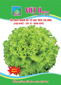 LETTUCE (VA.099)