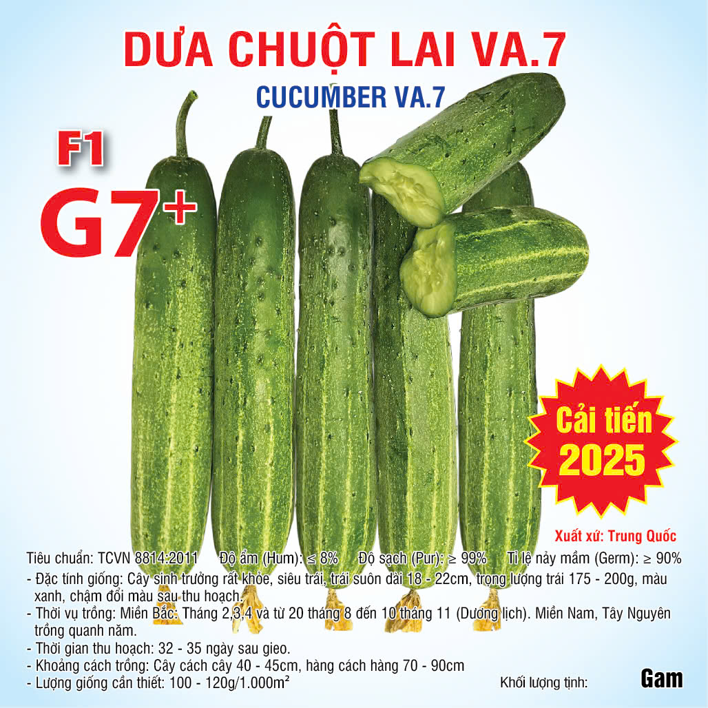 Hạt giống Dưa chuột lai VA.7 (G7+) Cải tiến 2025 - 10gam