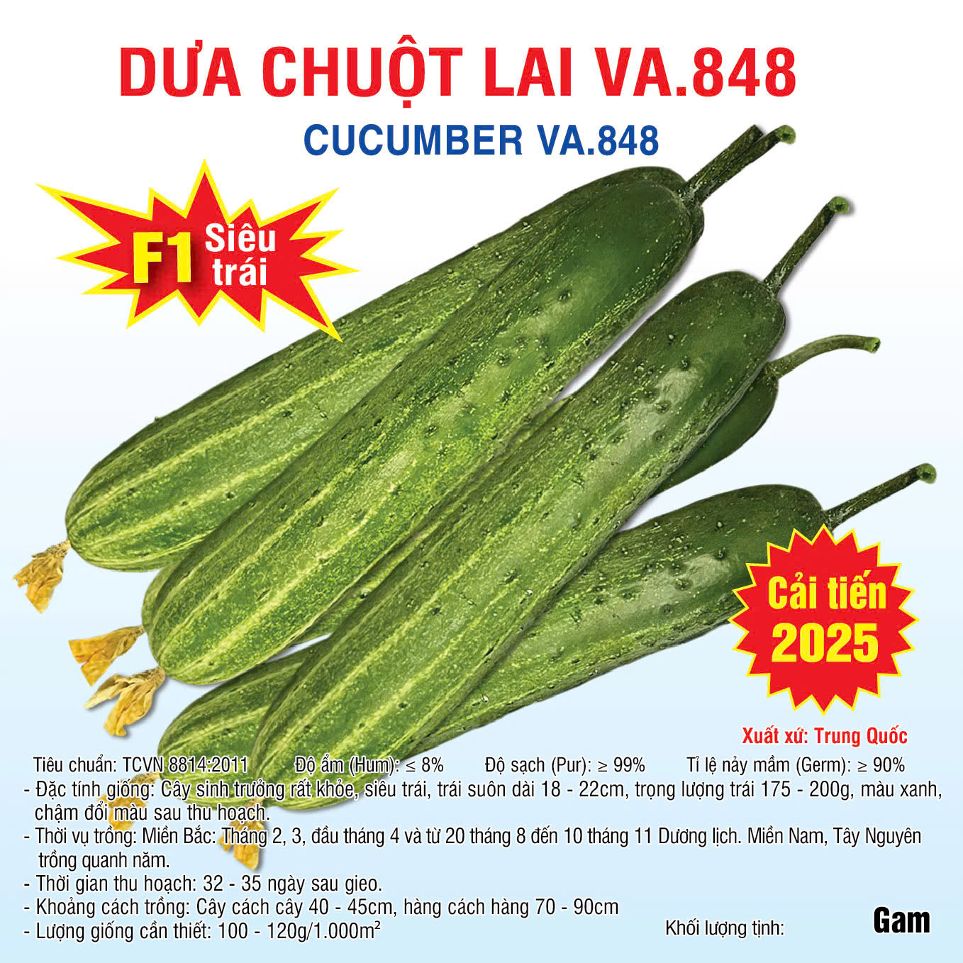 Hạt giống Dưa chuột lai VA.848 Cải tiến 2025 - 10gam