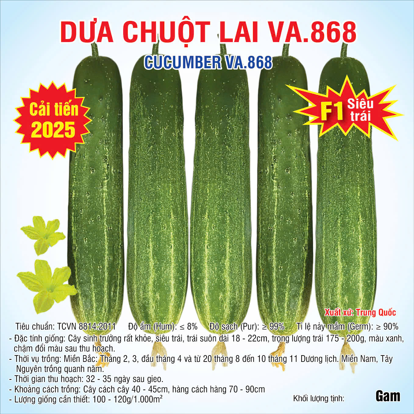 Hạt giống Dưa chuột lai VA.868 Cải tiến 2025 - 10gam