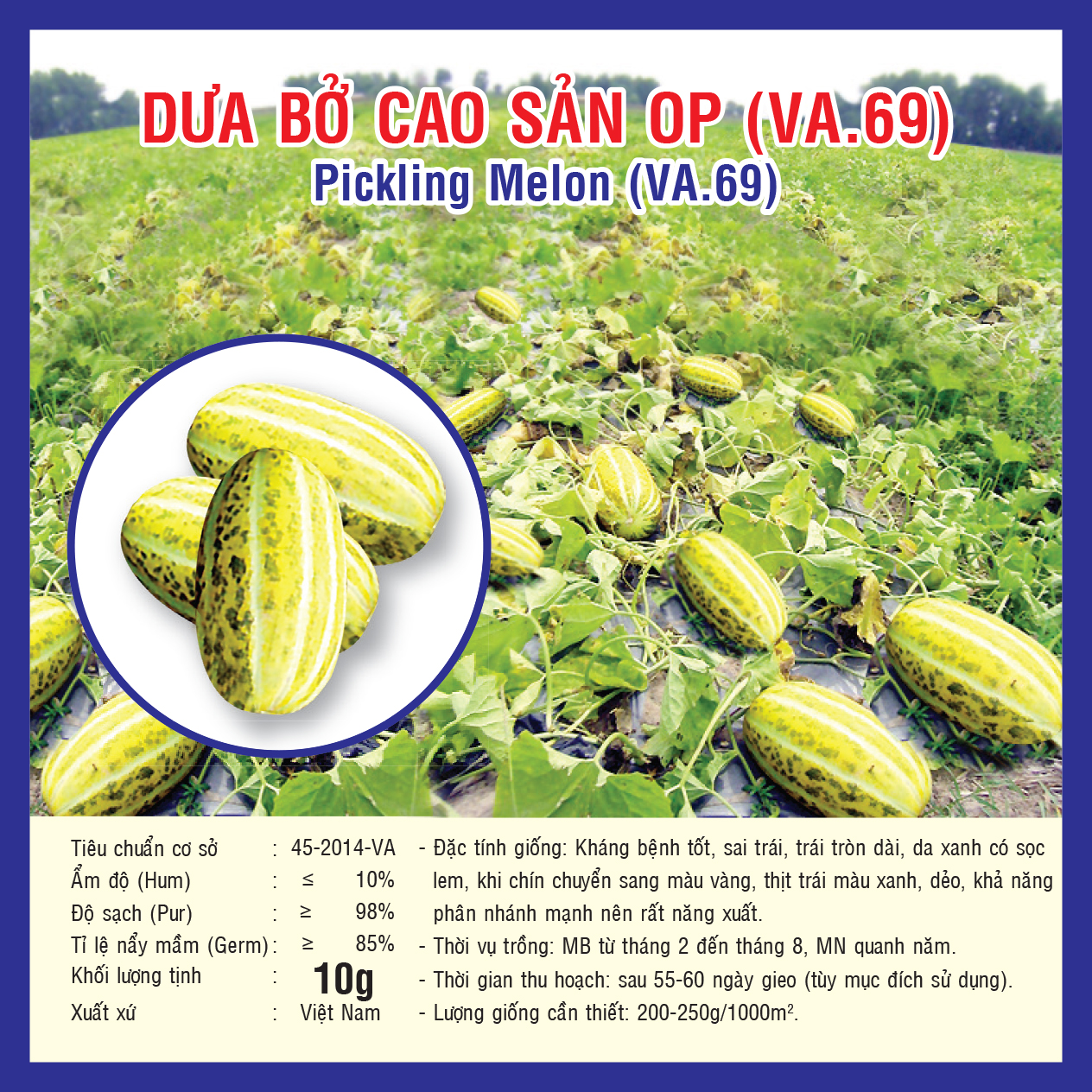 PICKLING MELON (VA.69)