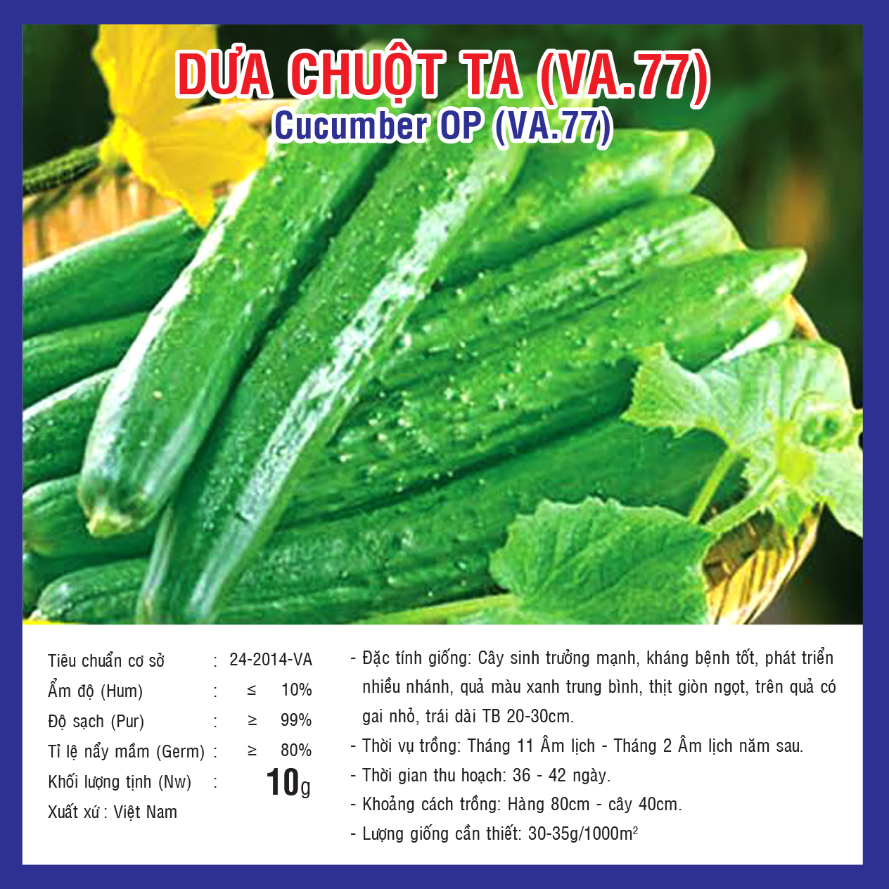 CUCUMBER OP (VA.77)