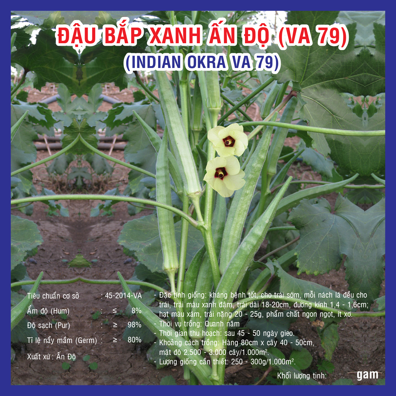 INDIAN OKRA VA.79
