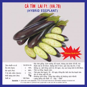 HYBRID EGGPLANT