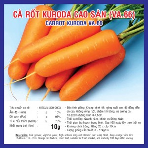 Carrot kuroda