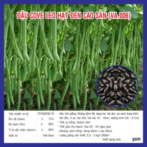 POLE BEAN BLACK SEEDS VA 006