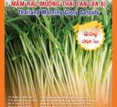 THAILAND MORNING GLORY SPROUTS VA.6