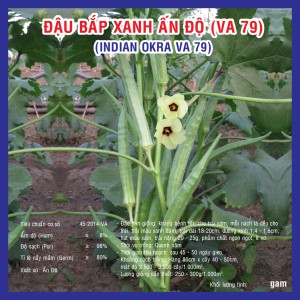 INDIAN OKRA VA.79