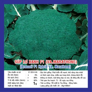 BROCCOLI F1 HYBRID (VA.MARATHONE)