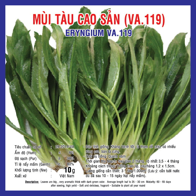 ERYNGIUM (VA.119)