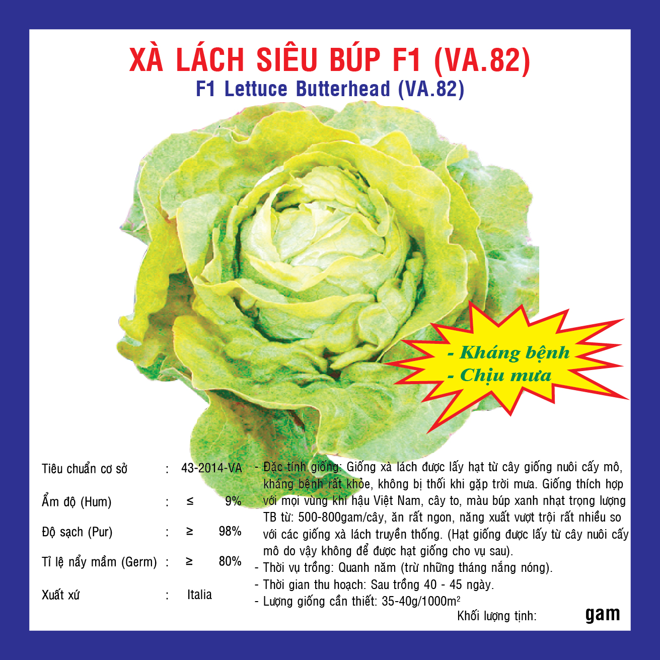 F1-LETTUCE BUTTERHEAD (VA.82)