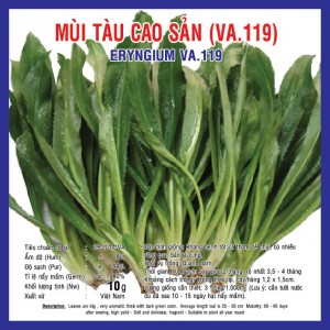 ERYNGIUM (VA.119)