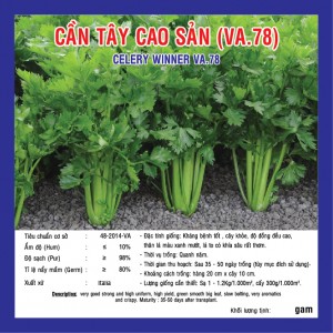 CELERY WINNER (VA.78)