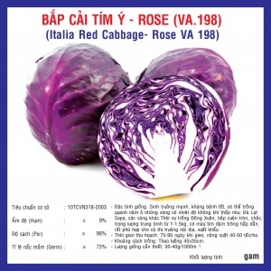 ITALIA RED CABBAGE (VA.198)