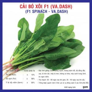 F1-SPINACH (VA.DASH)