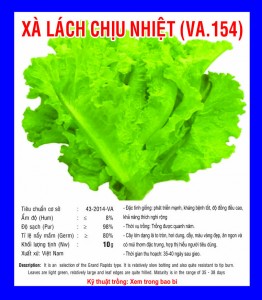  TOLERANT TEMPERATURE LETTUCE