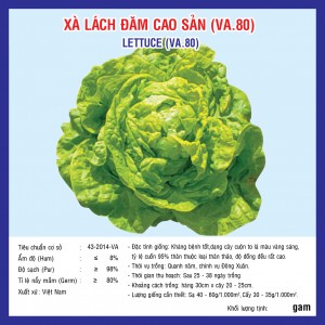 LETTUCE (VA.80)
