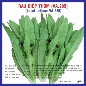 LOCAL LETTUCE (VA.285)