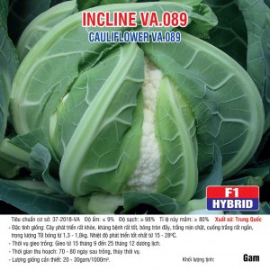 HẠT GIỐNG SÚP LƠ TRẮNG INCLINE VA.089 - 2500 HẠT
