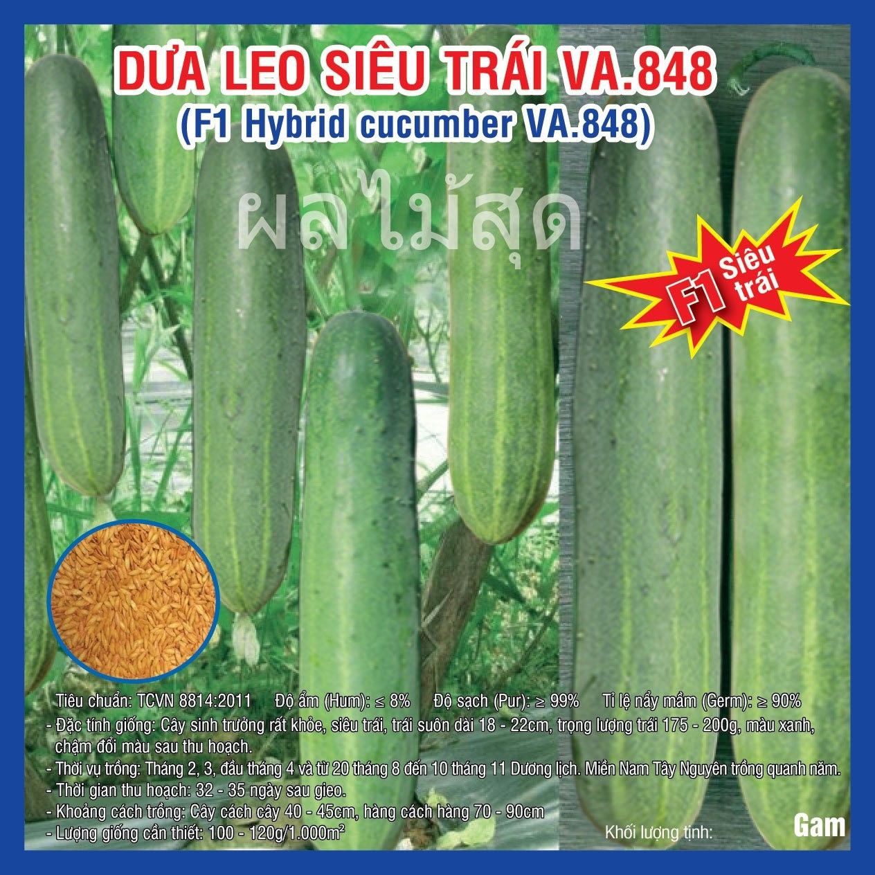 hybrid cucumber (VA.848)