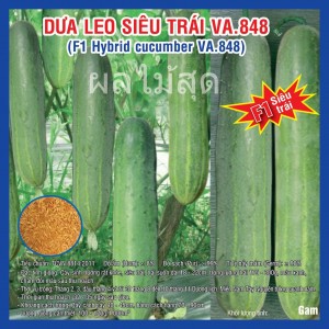 hybrid cucumber (VA.848)