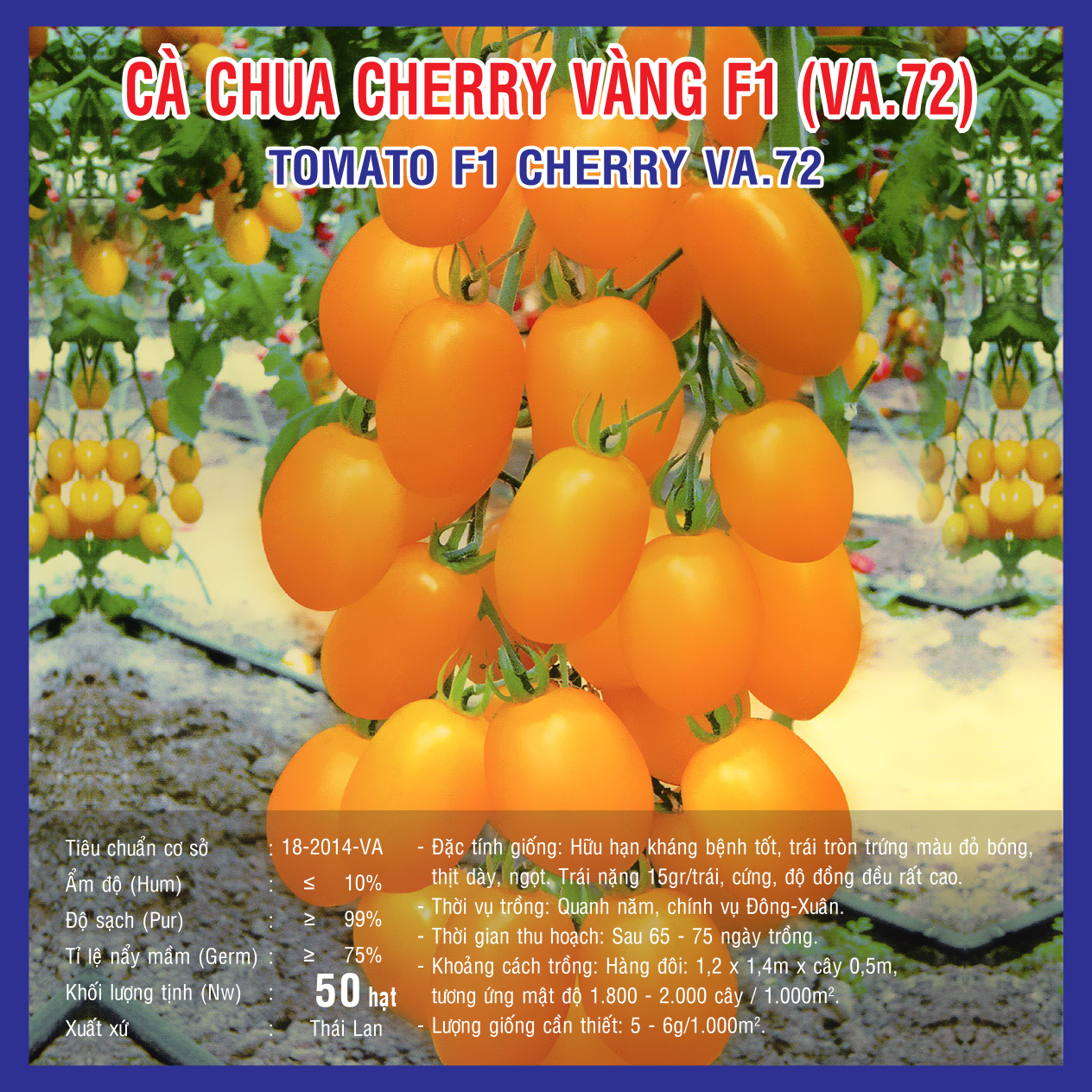 CÀ CHUA CHERRY VÀNG F1 (VA.72) 50 hạt