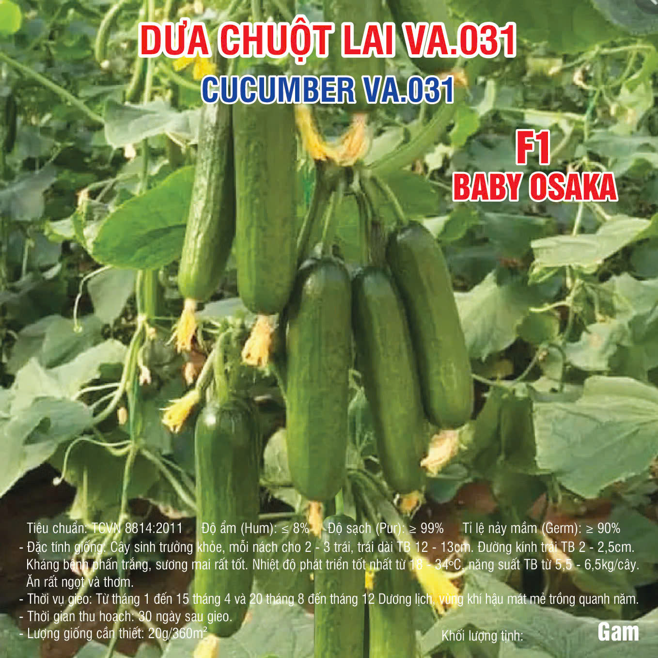 Dưa chuột lai VA.031 – 1000 Hạt