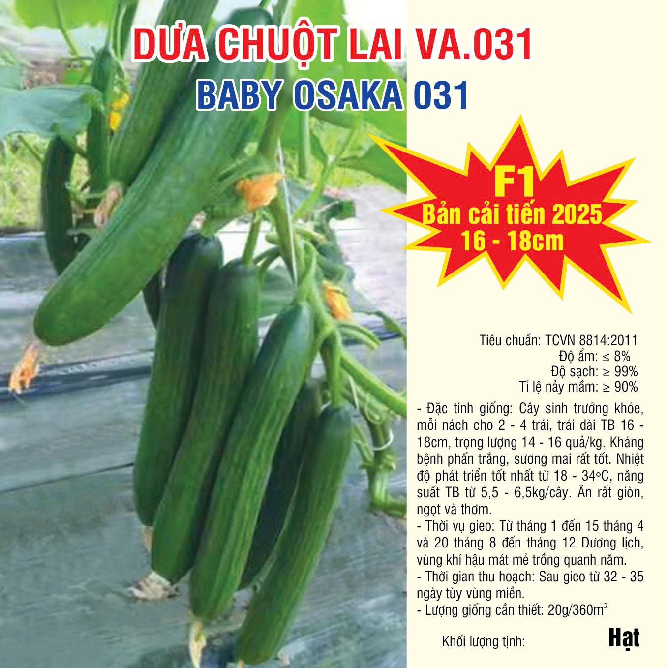 Dưa chuột lai VA.031 New 2025 (Baby Osaka) - 100 Hạt