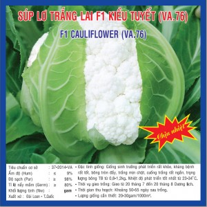 Súp lơ trắng lai F1 Kiều Tuyết VA.76 - 2500 Hạt