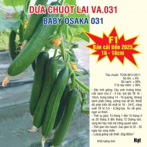 Dưa chuột lai VA.031 New 2025 (Baby Osaka) - 500 Hạt
