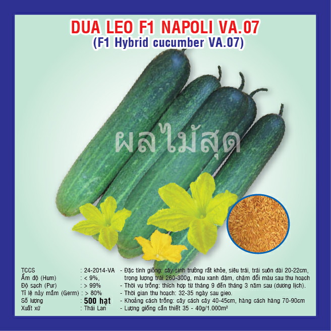 F1 hybrid cucumber (VA.07)