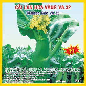 CHINESE KALE (VA.32)