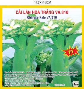 CHINESE KALE F1 (VA.310)