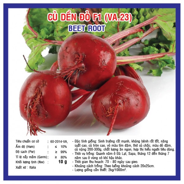 Beet root (VA.23)