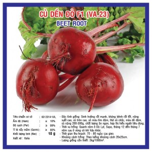 Beet root (VA.23)