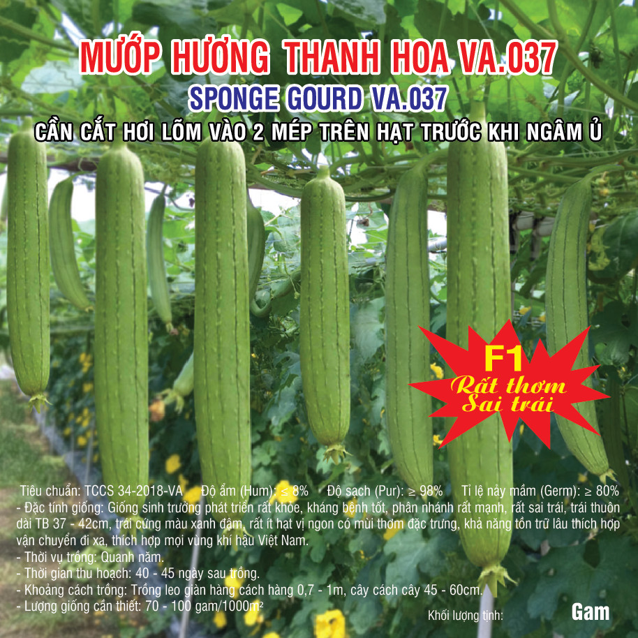 MƯỚP HƯƠNG THANH HOA 2G (VA.037)