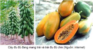  PROCESS PLANT ENGINEERING PAPAYA
