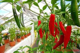 CHILLI PROCESS PLANT ENGINEERING